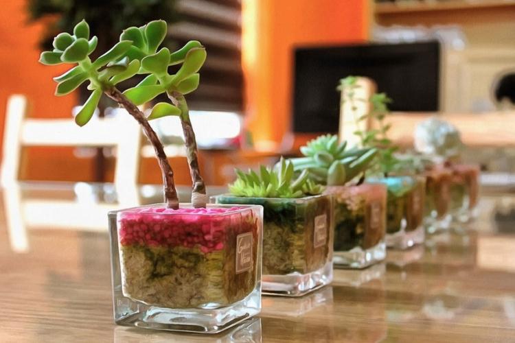 Cultiver des succulentes