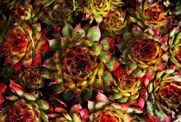 Plantes succulentes - photo