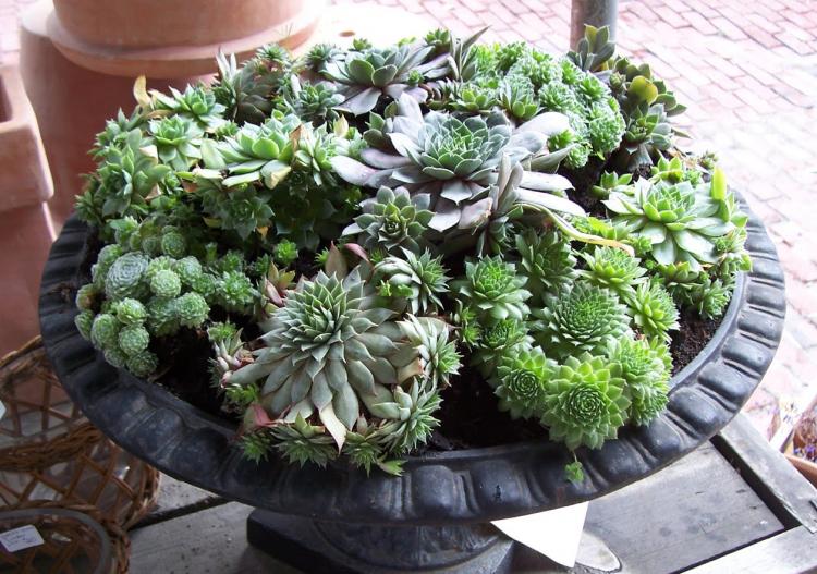 Plantes succulentes - photo
