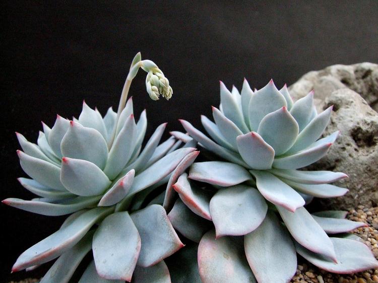 Plantes succulentes - photo