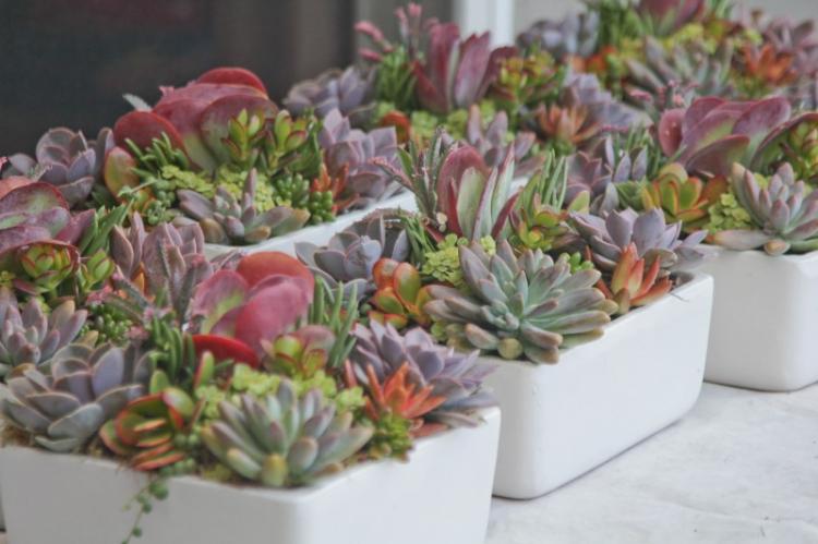 Plantes succulentes - photo