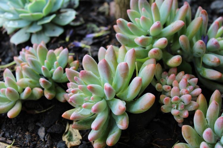 Plantes succulentes - photo