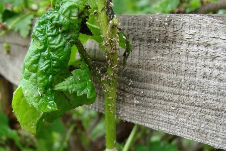 Remèdes populaires - Pucerons sur les groseilles, comment lutter