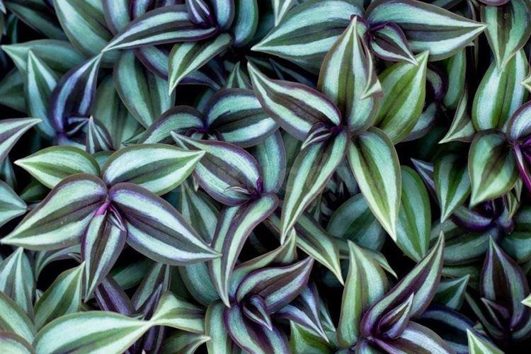 Tradescantia Zebrina - Types de Tradescantia