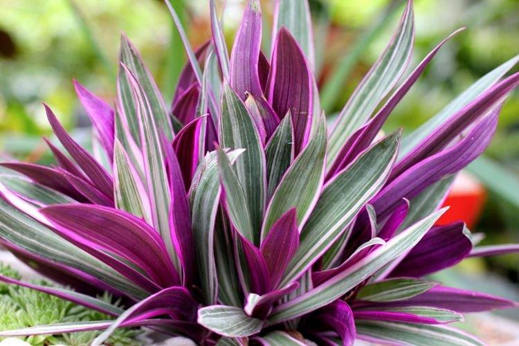 Tradescantia couvert - Types de Tradescantia