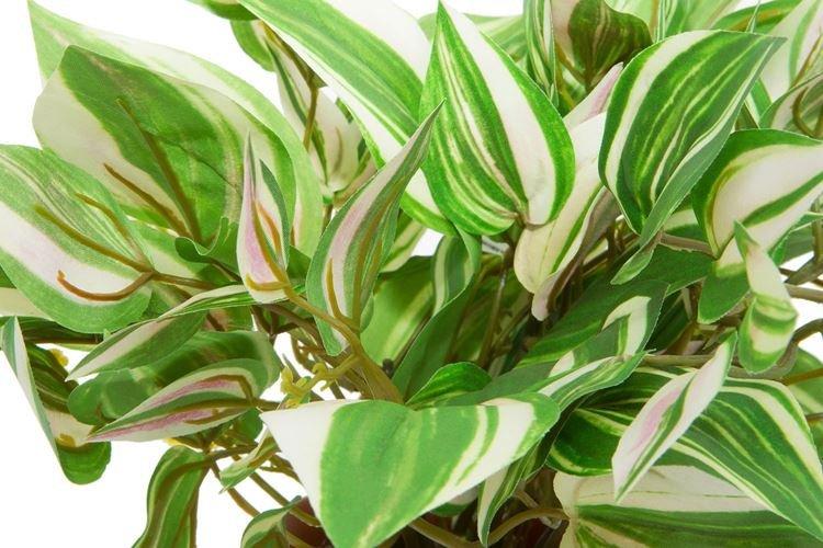 Engrais et fertilisation - Tradescantia care