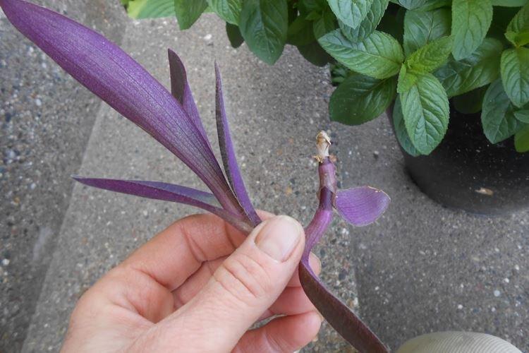 Élagage - Tradescantia Care