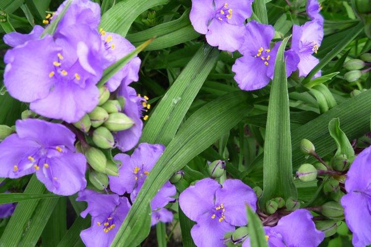 Tradescantia - photo
