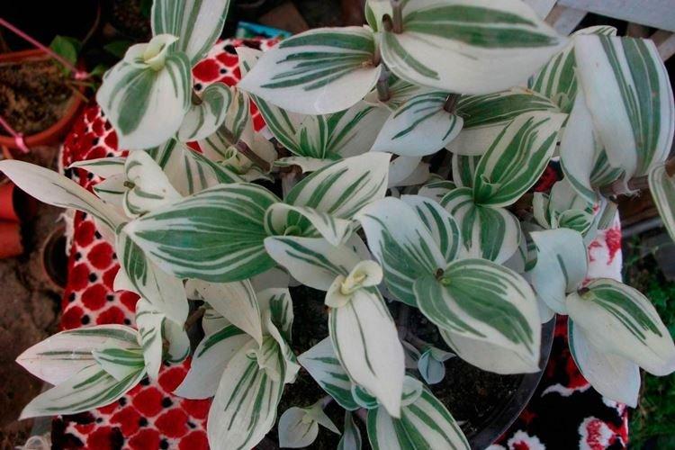 Tradescantia - photo