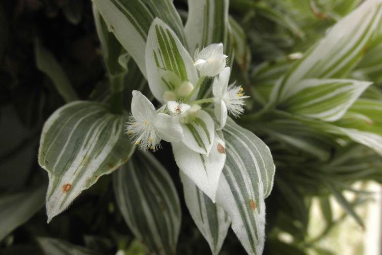 Tradescantia - photo