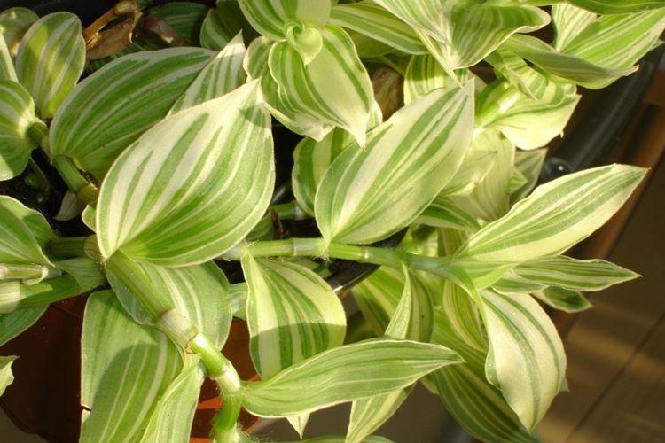 Tradescantia - photo