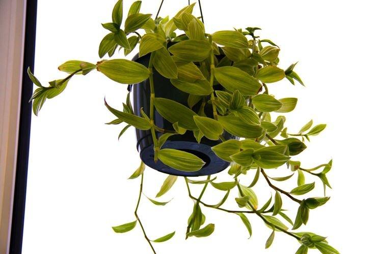 Tradescantia - photo