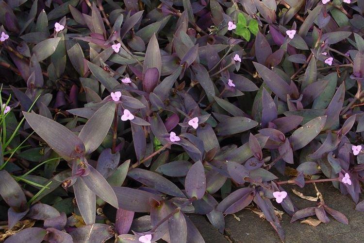 Tradescantia - photo