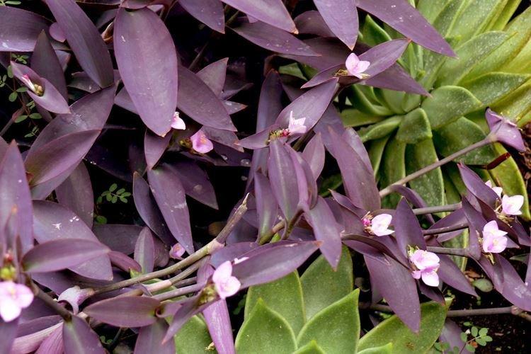 Tradescantia - photo
