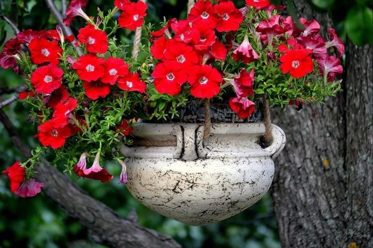 Pots de fleurs d'extérieur - photo
