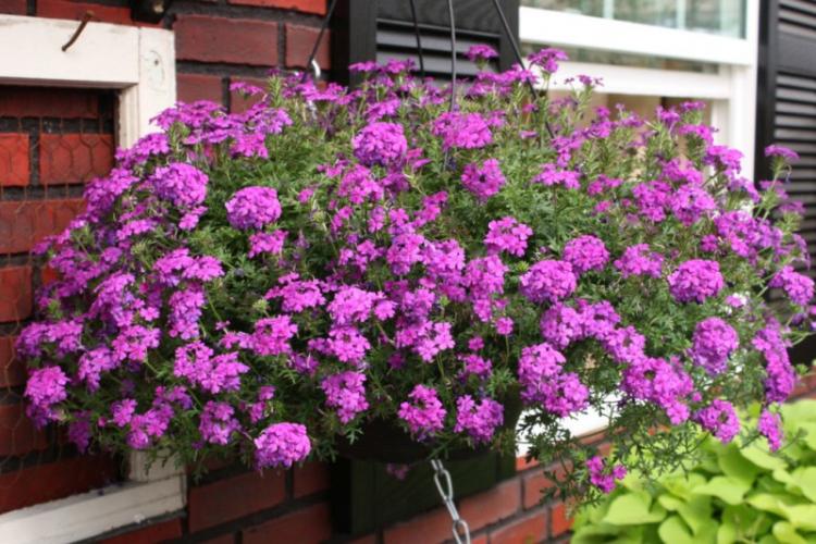 Caractéristiques générales - Verveine