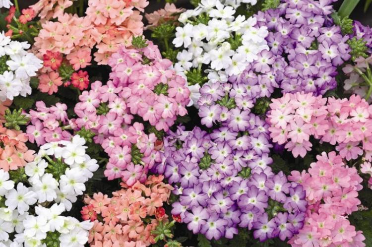 Verveine hybride - Types de verveine