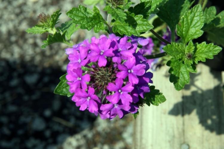 Verveine Canadienne - Types de verveine