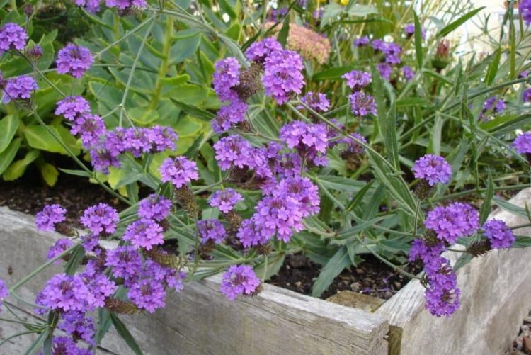 Verveine dure - Types de verveine