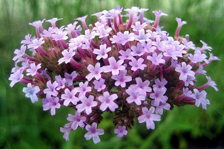 Verveine de Buenos Aires - Types de verveine