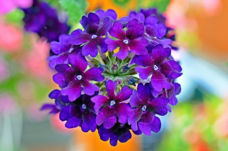 Température - Verveine Care