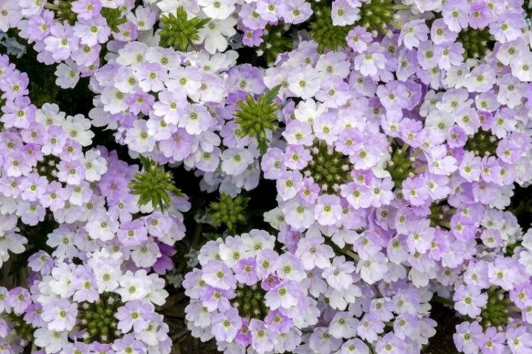 Plantation et reproduction - Verveine