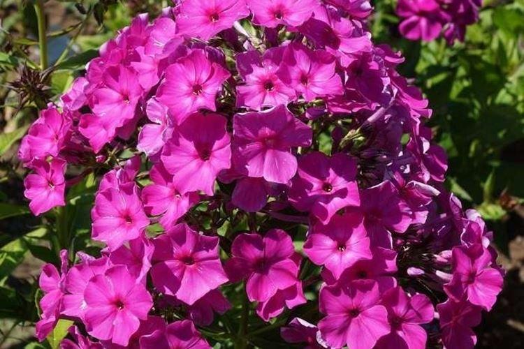Alexander Immer - Types et variétés de phlox