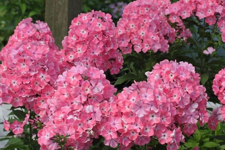 Nakhodka - Types et variétés de phlox