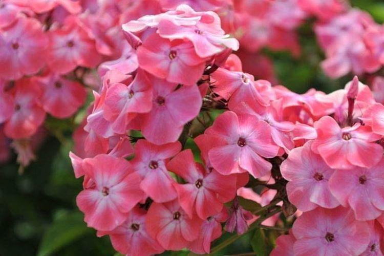 Valse - Types et variétés de phlox