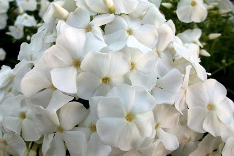 Colombe de la Paix - Espèces et variétés de phlox