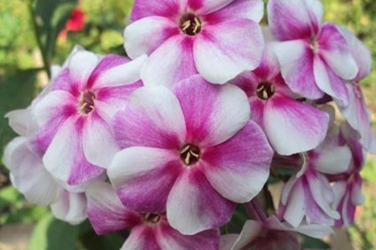 Caprice lilas - Types et variétés de phlox
