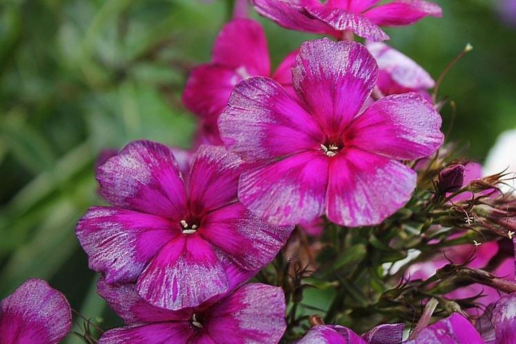 Dragon - Espèces et variétés de phlox
