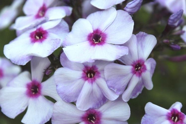 Cendrillon - Types et variétés de phlox