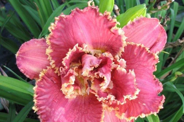 Frange vénitienne - Types et variétés d'hémérocalles