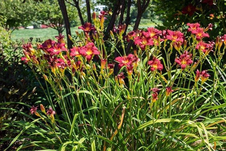 Désolé Mi - Types et variétés d'hémérocalles