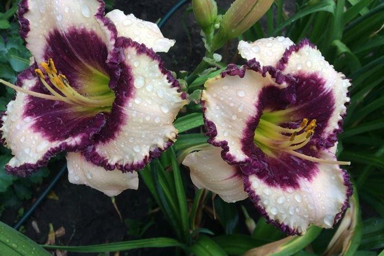 Border Music - Types et variétés d'hémérocalles