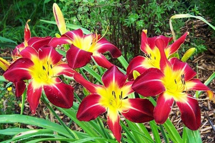 Ram rouge - Types et variétés d'hémérocalles