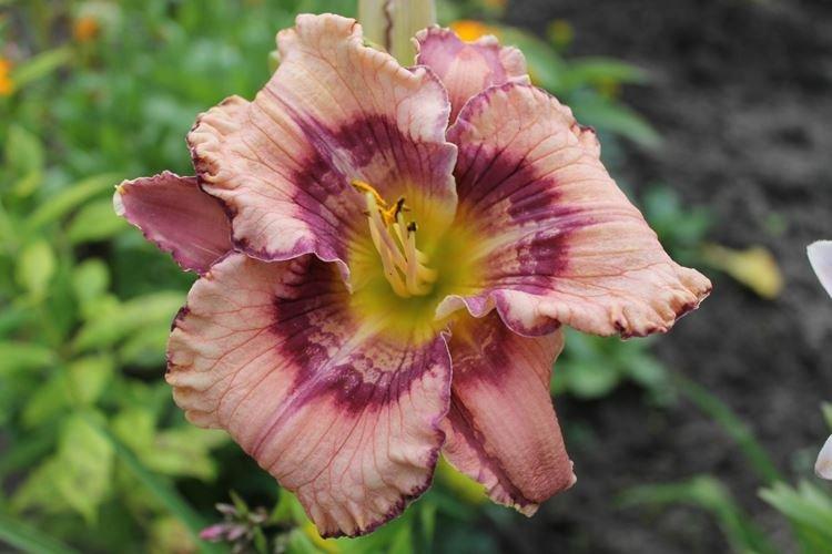 Get Jiggy - Types et variétés d'hémérocalles