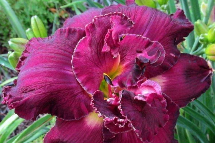 Danseuse vaudou - Types et variétés d'hémérocalles