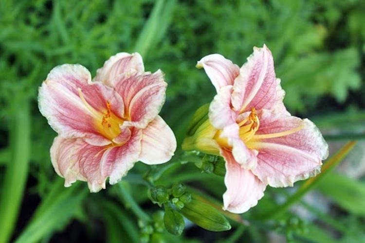 Little Anna Rose - Types et variétés d'hémérocalles