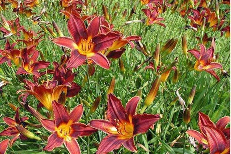 Black Prince - Types et variétés d'hémérocalles