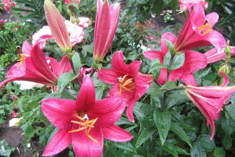 Pearl Prince - Types et variétés de lys