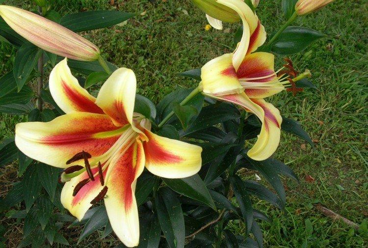 Shocking - Types et variétés de lys