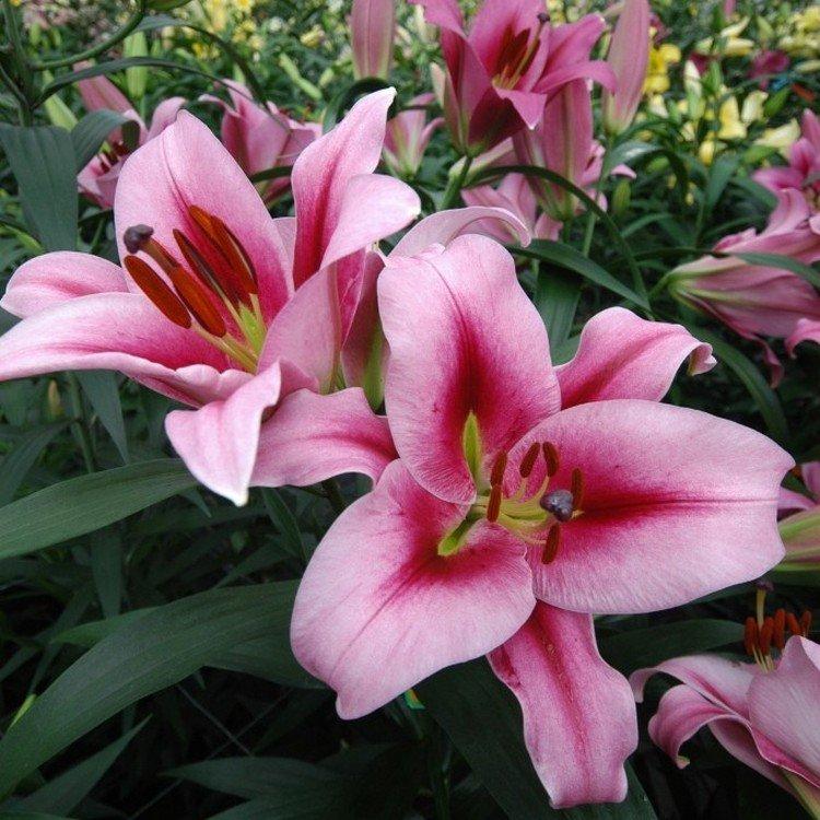 Dolce End Gabbana - Types et variétés de lys