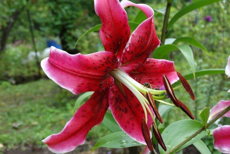 Miss Fairy - Types et variétés de lys