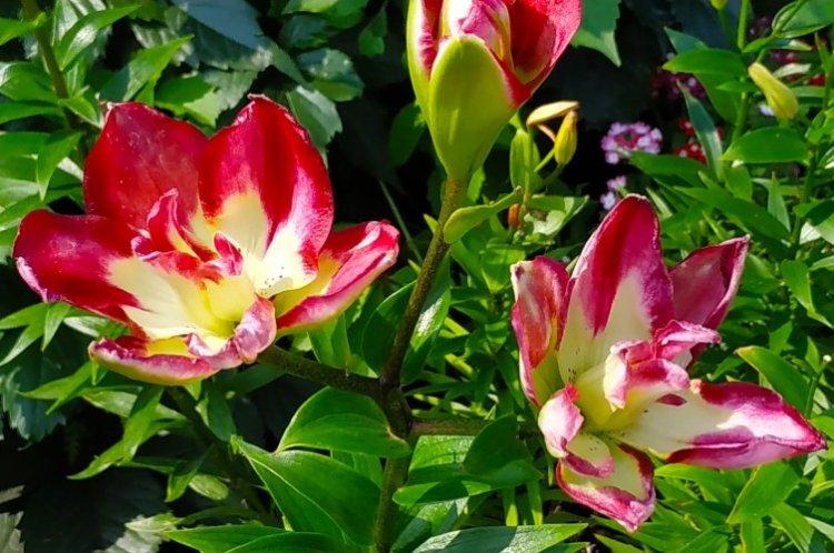 Double Sense - Types et variétés de lys