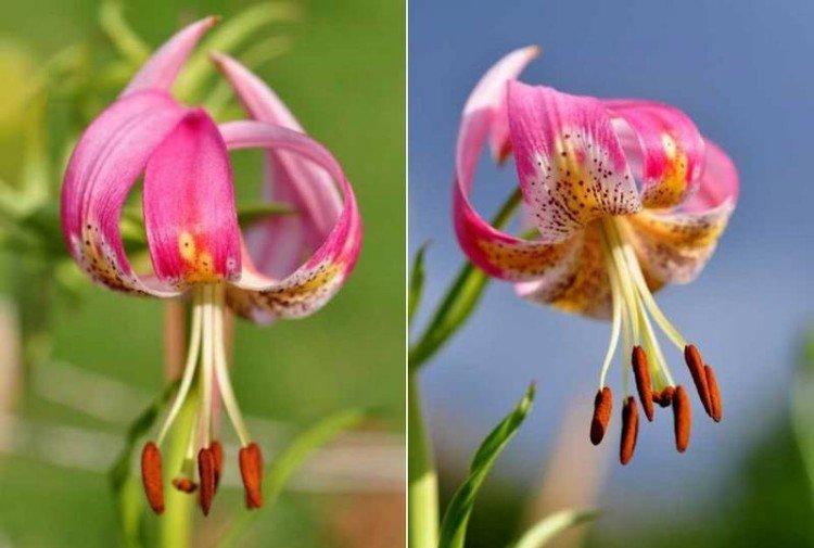 Lac de Tular - Types et variétés de lys