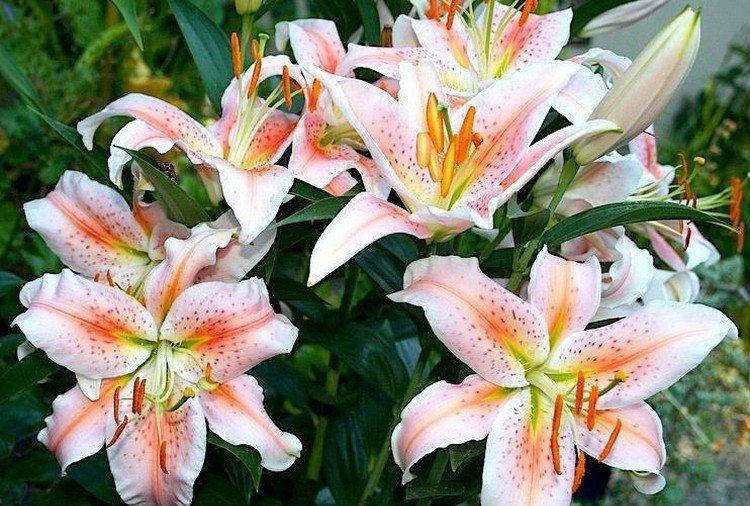 Salmon Star - Types et variétés de lys