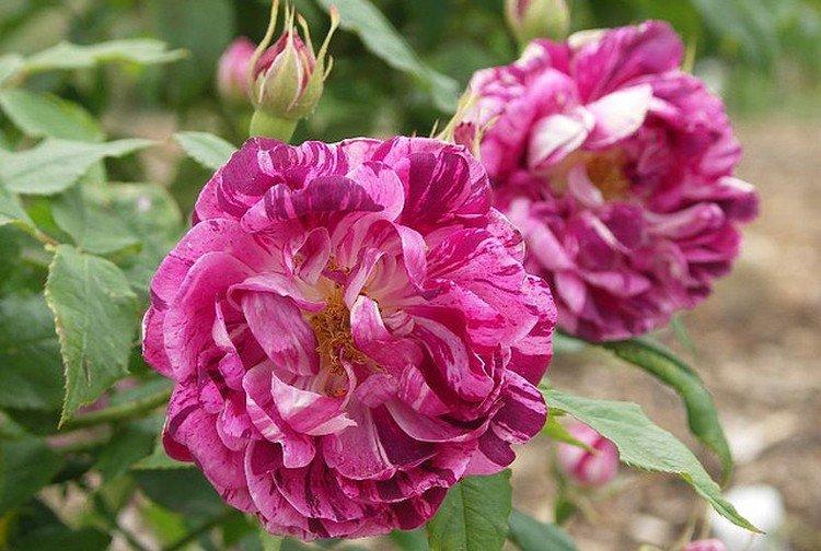 Comandan Baroper - Types et variétés de roses de parc