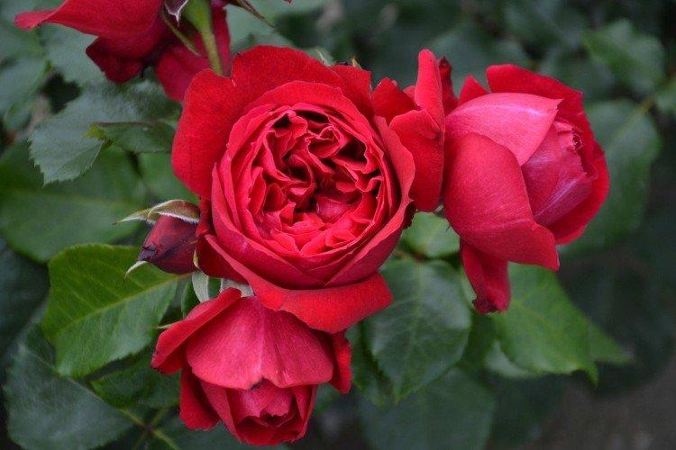 Ruban Rouge - Types et variétés de roses de parc